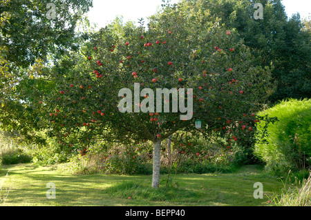Well formed small round Discovery apple tree with ripe red fruit, Devon Stock Photo