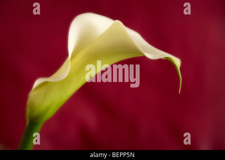 Lily, arum lily, red background, lilium, profile, one lily, flowers, flower, macro, close-up, close up, wedding Stock Photo