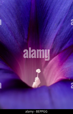 Morning glory, blue flower, royal blue, white, stamen, flower, flowers, creeper, macro, close-up, close up Stock Photo