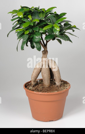 Ficus microcarpa Ginseng bonsai tree in a pot Stock Photo