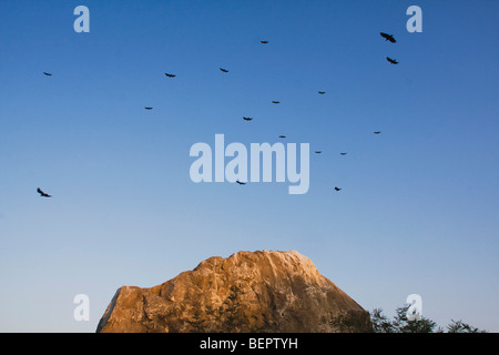 Turkey Vulture (Cathartes aura), adults in flight at roost, Rio Grande Valley, Texas, USA Stock Photo