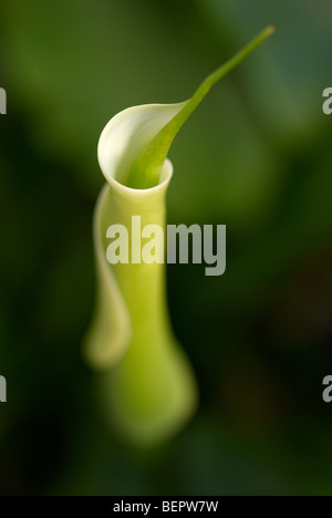 Arum lily, white lily, lilium, green background, stem, swirl, unfolding, spiral, flower, white flowers, macro, focus, single Stock Photo