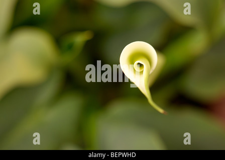 Arum lily, white lily, lilium, green background, stem, swirl, unfolding, spiral, flower, white flowers, macro, focus Stock Photo