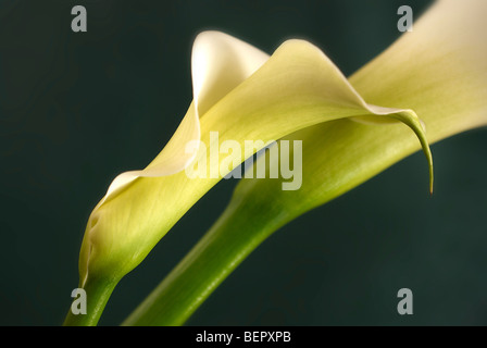 Lily, lilium, arum lily, vertical, profile, white lily, white, two lilies, 2 lily's, wedding, landscape format, flower, flowers Stock Photo