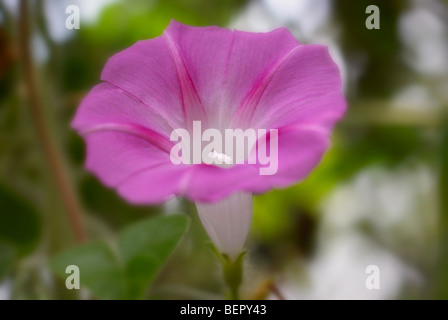 Morning glory, purple flower, purple, white, stamen, flower, flowers, creeper, close-up, close up, macro Stock Photo