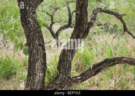 Honey Mesquite tree (Prosopis glandulosa), Rio Grande Valley,Texas, USA Stock Photo