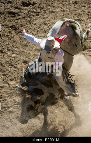 traditional rodeo cowboy riding aggressive bull in dusty arena Stock Photo