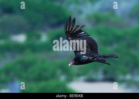 Turkey Vulture (Cathartes aura), adult in flight, Rio Grande Valley, Texas, USA Stock Photo