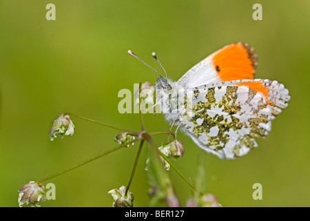 UK Orange Tip Butterfly Stock Photo