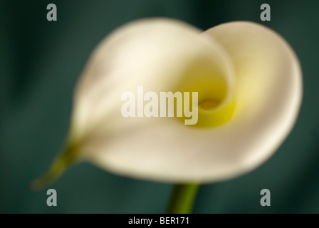 Arum lily, profile, lilium, green stem, white lily, flower, white background, focus, peace, white flower, close-up, close up Stock Photo