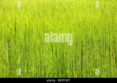 The picture shows the field of uniform green grass, suitable as a background image Stock Photo