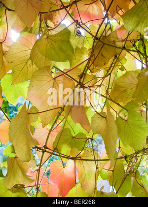 Vine Leaves with Autumn Colour Stock Photo