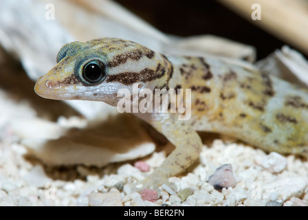 small gecko on sand of Caribbean island of Bonaire Stock Photo