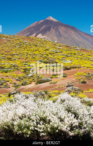 Late spring/early summer flowers in bloom near Spain's highest mountain, El Teide on Tenerife in the Canary islands. Stock Photo