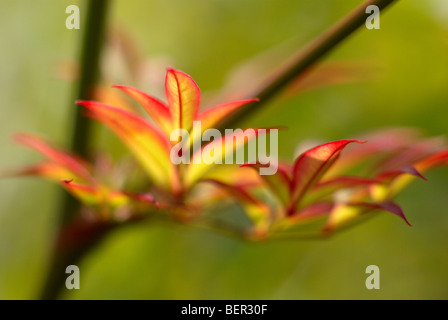 Autumn leaves, green background, leave, red, yellow, branch, macro, close-up, vein, leaf vein Stock Photo