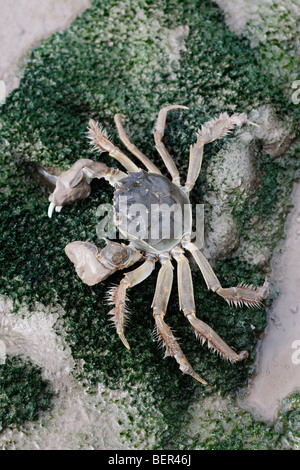 Chinese mitten crab, Eriocheir sinensis, Thames, London, October 2009 Stock Photo