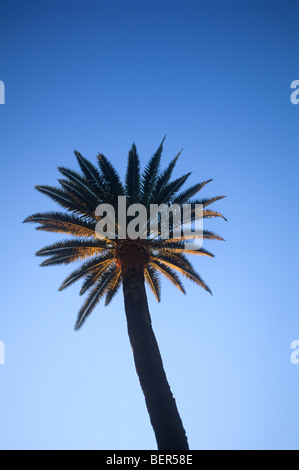 Palm tree silhouetted in setting sun Stock Photo