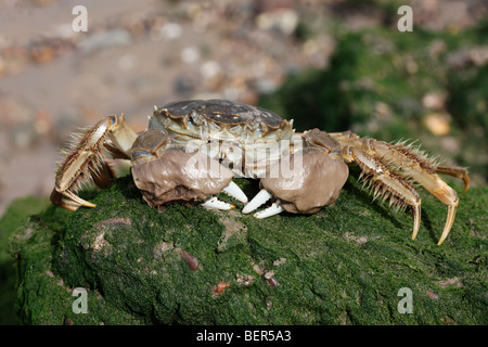 Chinese mitten crab, Eriocheir sinensis, Thames, London, October 2009 Stock Photo