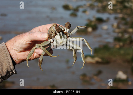 Chinese mitten crab, Eriocheir sinensis, Thames, London, October 2009 Stock Photo