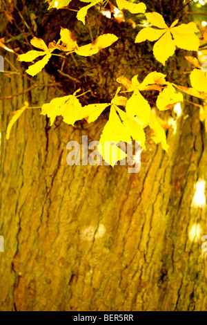 Horse Chestnut Tree in English Autumn vivid colours and shapes abstract Stock Photo