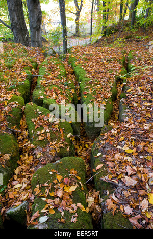 North America Canada Ontario near Wiarton 'Bruce Peninsula' 'Niagara Escarpment' 'Bruce Trail' 'Skinners Bluff' moss on rock Stock Photo