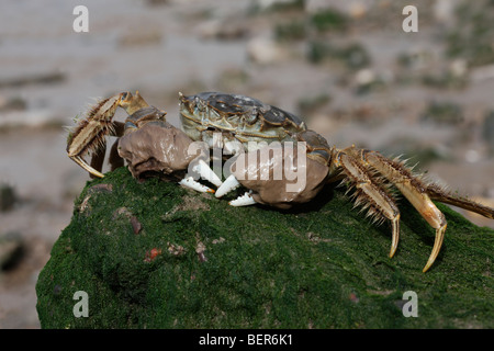 Chinese mitten crab, Eriocheir sinensis, Thames, London, October 2009 Stock Photo