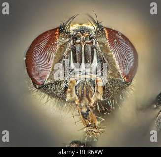 housefly (also house fly, house-fly or common housefly), Musca domestica, head on face portrait Stock Photo