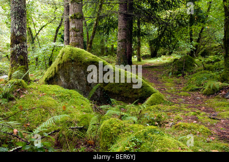 Green forest in Piloña, Asturias, Spain. Stock Photo