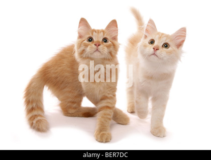 red silver and red tabby siberian kitten 13 weeks old studio portrait Stock Photo