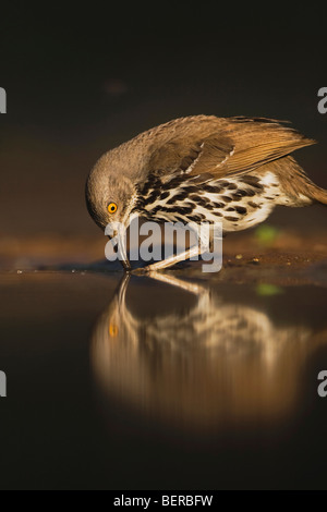 Long-billed Thrasher (Toxostoma longirostre),adult drinking, Rio Grande Valley, Texas, USA