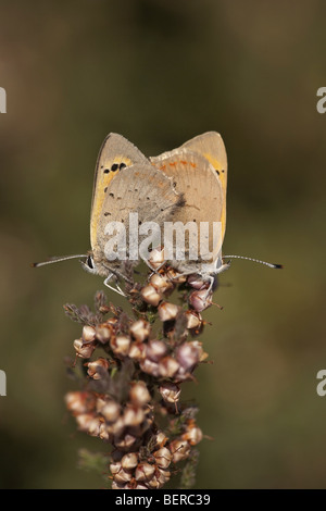 Small copper, Lycaena phlaeas, butterflies mating Stock Photo