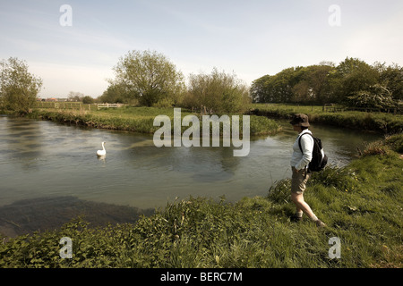 Walker and swan West Beck chalk stream river, Wansford, Driffield, East Yorkshire, UK Stock Photo