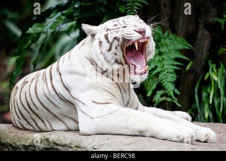 Portrait of a Bengal White Tiger Stock Photo