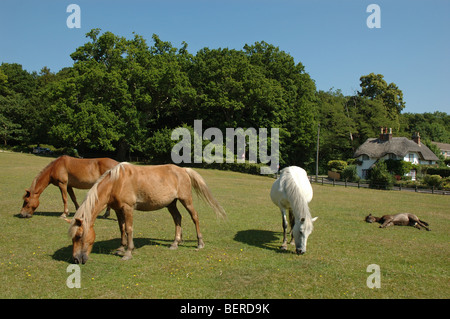 New Forest ponies grazing at Swan Green, Lyndhurst, Hampshire, England, UK Stock Photo