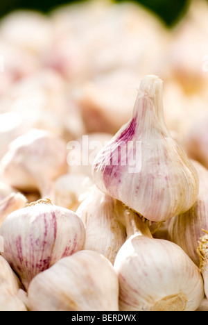 Certified organic fresh garlic Stock Photo