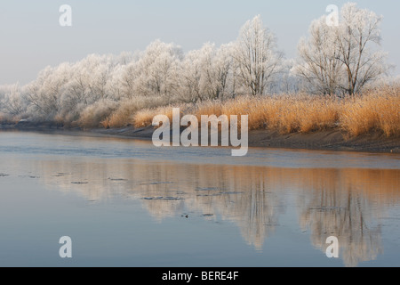 Tidal river Durme with reflection of snow covered trees and reed fringe along river Scheldt, Belgium Stock Photo