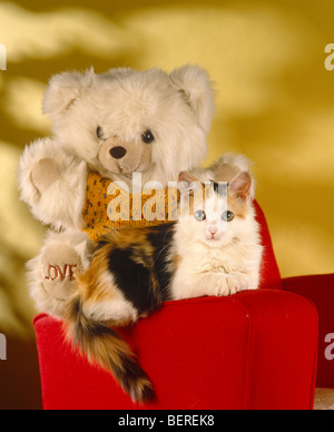 Cat with teddy bear Stock Photo