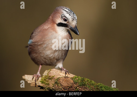 Curious Eurasian jay (Garrulus glandarius) perched on moss covered trunk, Belgium Stock Photo