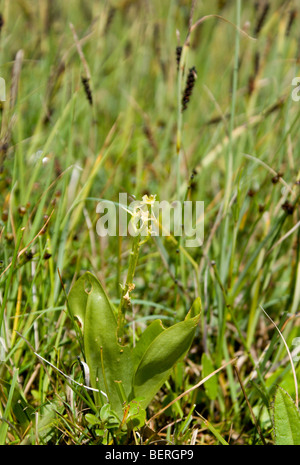 fen orchid Liparis loeselii var ovata very rare orchid kenfig national nature reserve near porthcawl south wales uk Stock Photo