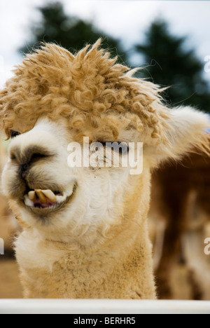 Alpaca smiling at Nasu Alpaca Farm in Tochigi, Japan Stock Photo