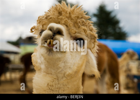 Alpaca smiling at Nasu Alpaca Farm in Tochigi, Japan Stock Photo