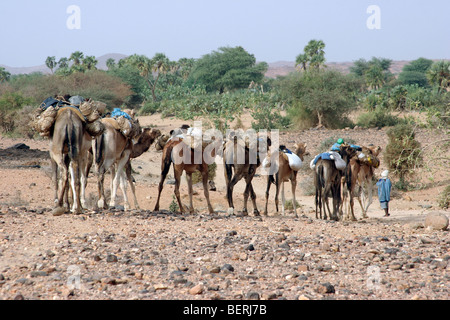 Dromedary camels (Camelus dromedarius) with merchandise in the Sahara desert, Aïr Mountains / Aïr Massif, Niger, Western Africa Stock Photo