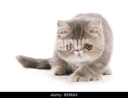 Silver Tabby exotic shorthair kitten Portrait in a studio Stock Photo