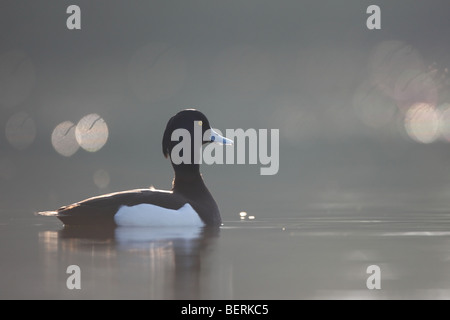 Male Tufted duck (Aythya fuligula) swims around, Belgium Stock Photo