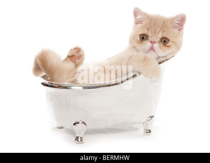exotic kitten in a small silver bath studio portrait Stock Photo