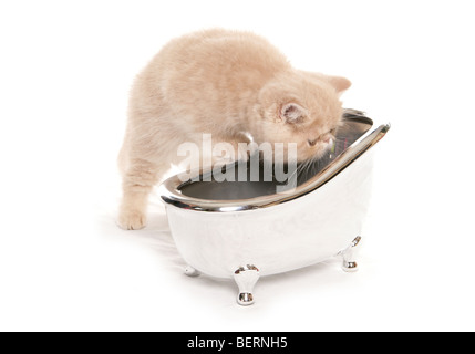 exotic kitten looking at a small silver bath studio portrait Stock Photo