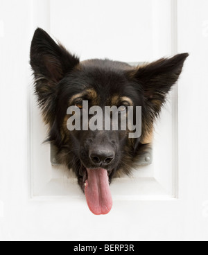 Greman Shepherd Dog / Alsatian with head through a cat flap Stock Photo