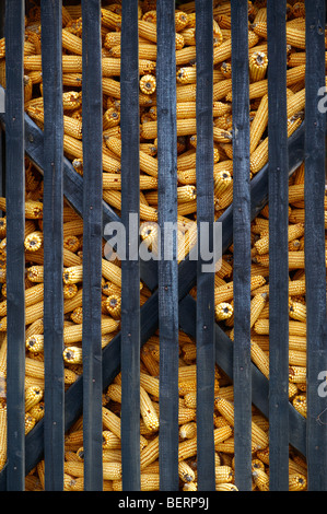 Corn cobs drying in a corn pen in the Őrseg ( Orseg ) region with corn drying, Hungary Stock Photo