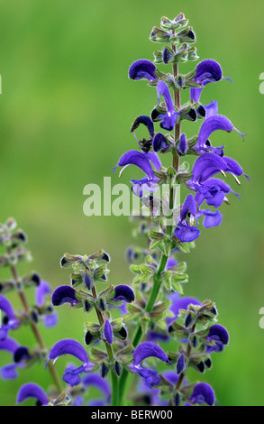 Meadow Clary / Meadow Sage (Salvia pratensis) flowering in meadow, Ardennes, Lorraine, France Stock Photo