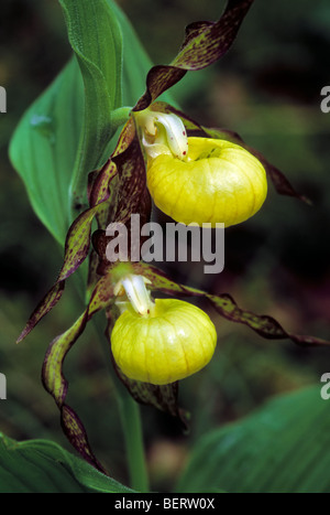 Yellow lady's slipper orchid (Cypripedium calceolus), Ardennes, Lorraine, France Stock Photo